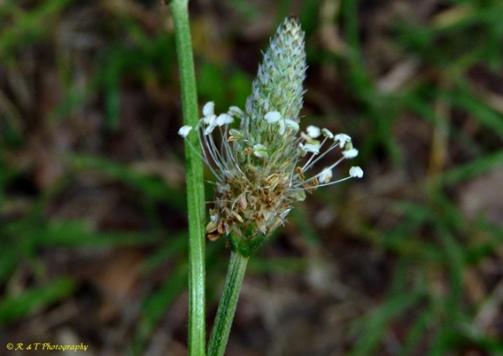 {Plantago lanceolata}